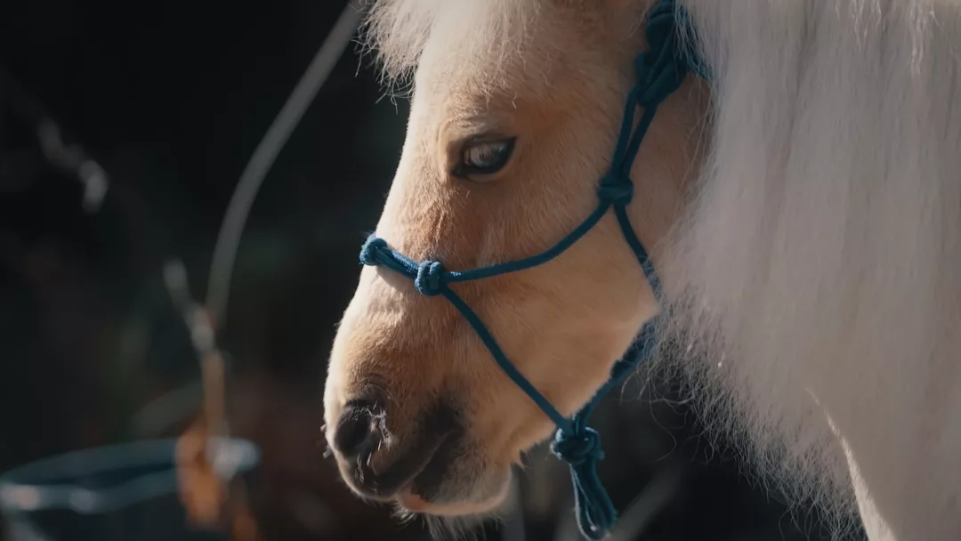 Ces animaux qui nous veulent du bien