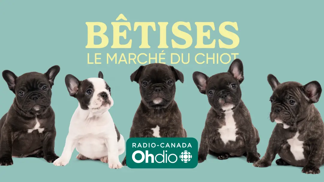 Bêtises: le marché du chiot